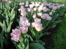 Keukenhof (7)